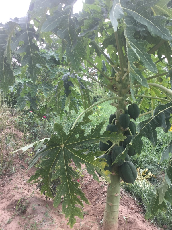 incredible growth in just 10 months 600